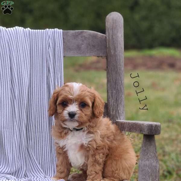 Jolly, Cavapoo Puppy